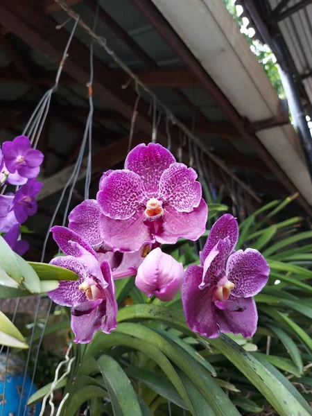 Foco Seletivo Belas Flores Orquídea Cera Pura Vanda Azul Ple — Fotografia de Stock