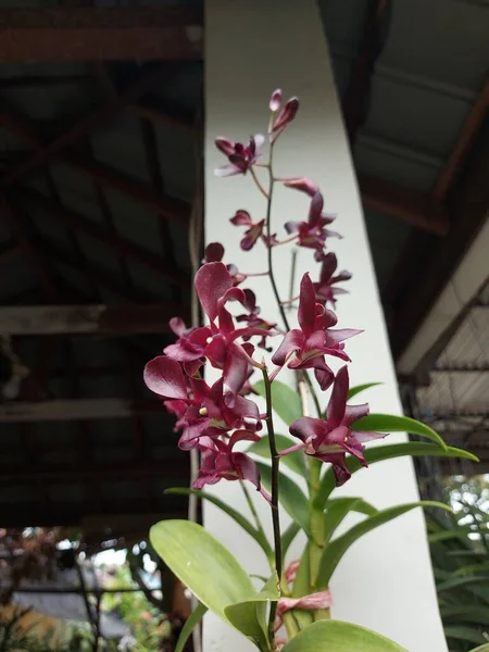 Gyönyörű Dendrobium Orchidea Dendrobium Szelektív Fókusza Virág Kertben Család Orchidaceae — Stock Fotó