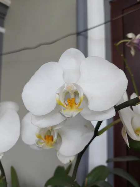 Selektiver Fokus Der Schönen Mond Orchideenblume Auf Verschwommenem Hintergrund Der — Stockfoto