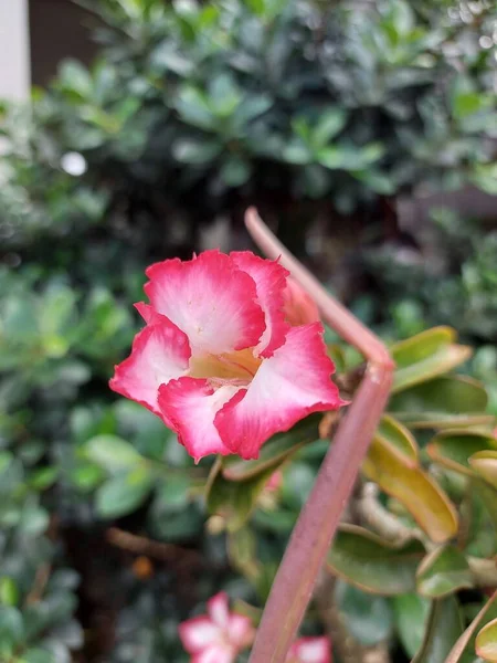 背景がぼやけて庭で美しい赤の日本のフランジパニの花の選択的なフォーカスビュー 学名はAdenium Obesumです 観賞用植物に用いられる — ストック写真