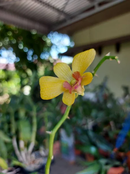 Bahçedeki Güzel Dendrobium Bigibbum Orkide Çiçeğinin Bulanık Arkaplandaki Seçici Odak — Stok fotoğraf