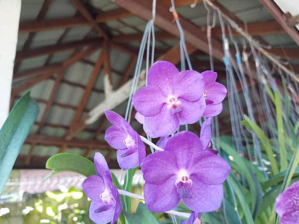 Foco Seletivo Belas Flores Orquídea Cera Pura Vanda Azul Ple — Fotografia de Stock