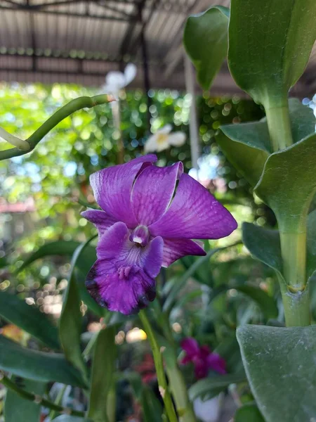 Güzel Dendrobium Orkidesinin Seçici Odağı Dendrobium Bahçedeki Çiçek Aile Orkide — Stok fotoğraf