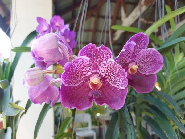 Concentration Sélective Belles Fleurs Orchidée Bleu Cire Pure Vanda Ple — Photo