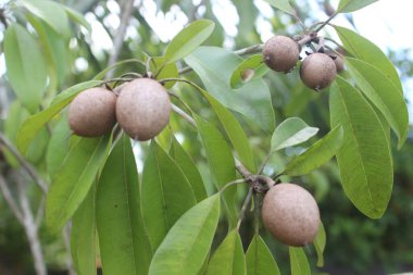 Bahçedeki bulanık arkaplanlı sapodilla meyvesinin seçici odağı. Bilimsel adı Manilkara zapota L. Bu meyvelerin diğer isimleri sapodilla, sapota ve naseberry 'dir..