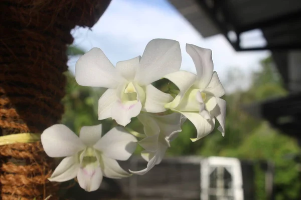 Foyer Sélectif Belles Fleurs Vertes Blanches Orchidée Dendrobium Bigibbum Fleurissant — Photo