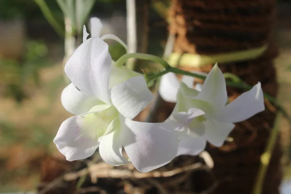 Güzel, yeşil dendrobium bigibbum orkide çiçeklerinin seçici odağı bulanık arka planda çiçek açıyor..
