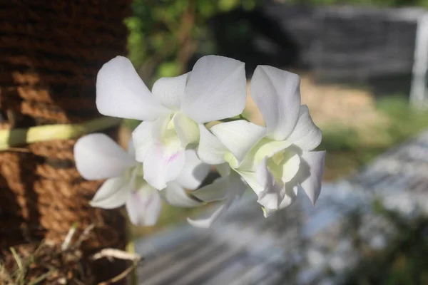 背景にぼやけた庭に咲く美しい白緑色のデンドロビウム ビブリブ ランの花の選択的焦点 — ストック写真