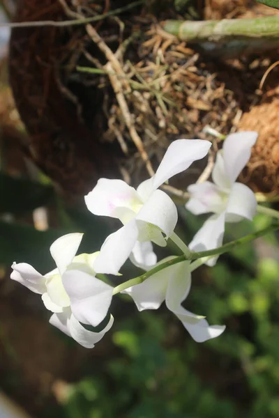 Foco Seletivo Belas Flores Orquídeas Verdes Brancas Dendrobium Bigibbum Florescendo — Fotografia de Stock