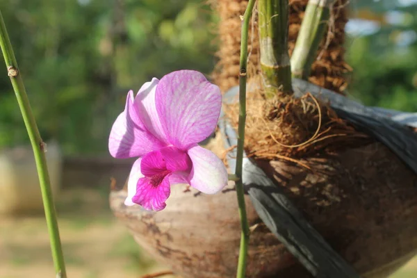 Вибіркове Фокусування Дендробієвої Ларатної Орхідеї Bangkok Fancy Саду Латинською Назвою — стокове фото