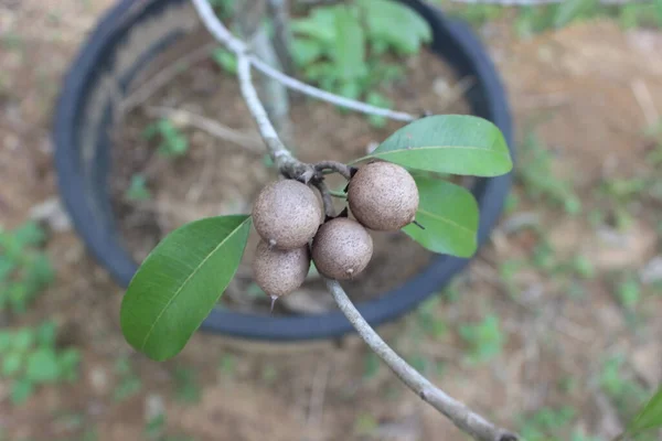 Bahçedeki Bulanık Arkaplanlı Sapodilla Meyvesinin Seçici Odağı Bilimsel Adı Manilkara — Stok fotoğraf