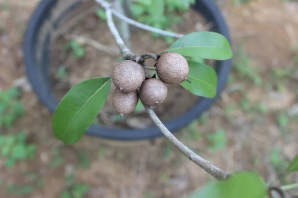 Bahçedeki Bulanık Arkaplanlı Sapodilla Meyvesinin Seçici Odağı Bilimsel Adı Manilkara — Stok fotoğraf