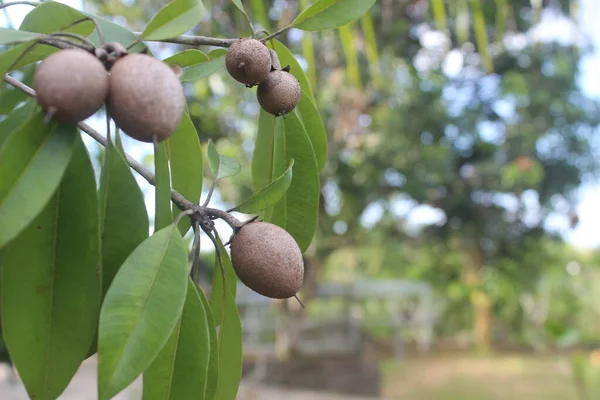 Bahçedeki bulanık arkaplanlı sapodilla meyvesinin seçici odağı. Bilimsel adı Manilkara zapota L. Bu meyvelerin diğer isimleri sapodilla, sapota ve naseberry 'dir..