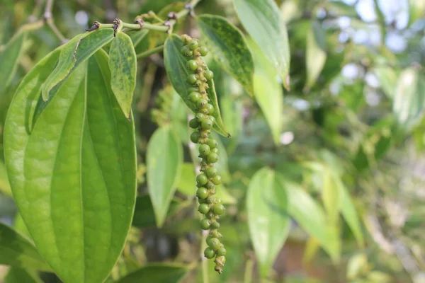 辣椒植物 Sahang 在园林中的选择性集中 模糊的背景 用于烹调香料 它的学名是Piper Nigrum — 图库照片