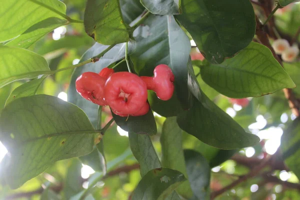 Ağaçta Asılı Duran Kırmızı Guava Meyvesinin Odaksız Fotoğrafı — Stok fotoğraf