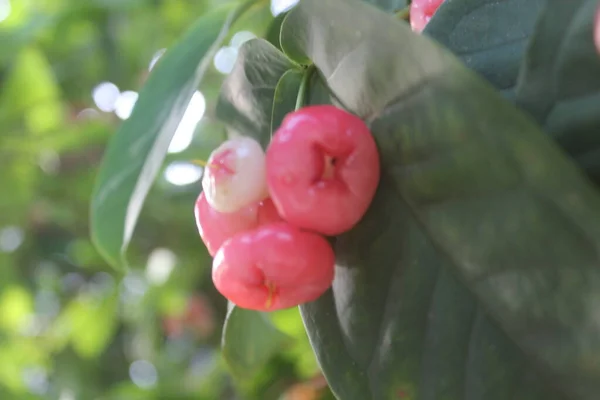 Ağaçta Asılı Duran Kırmızı Guava Meyvesinin Odaksız Fotoğrafı — Stok fotoğraf