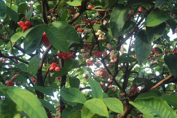 Defocused Fénykép Piros Guava Gyümölcs Lóg Fán — Stock Fotó