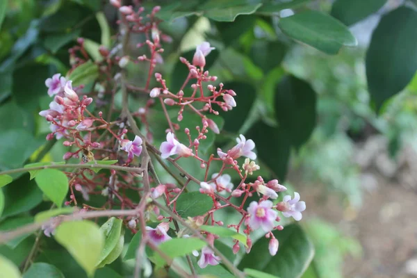 Concentration Sélective Belles Fleurs Fruits Étoilés Dans Jardin — Photo