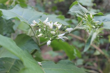 Bahçede bulanık arka planı olan güzel jantlı meyve çiçeklerini kapatın. Bilimsel adı Solanum Torvum. Bu meyvenin diğer isimleri takokak, serçe patlıcan, trung cawing, leunca ve sepokak 'tır..