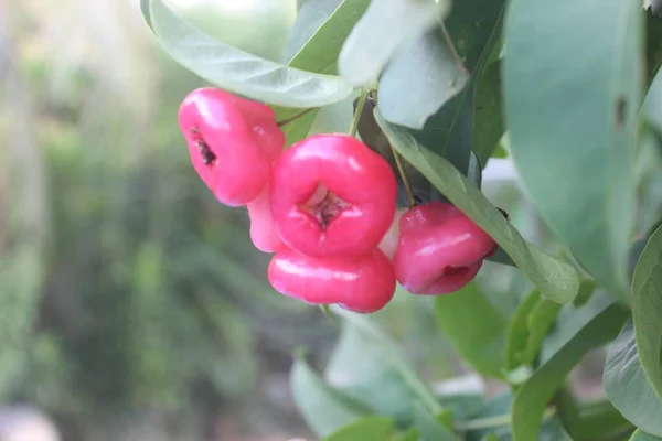 Ağaçta asılı duran kırmızı guava meyvesinin odaksız fotoğrafı.