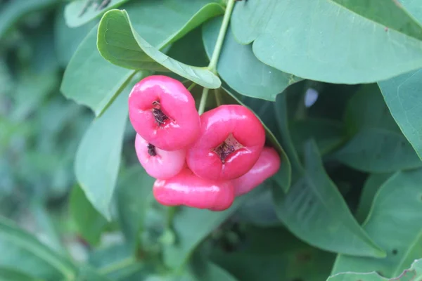 Ağaçta asılı duran kırmızı guava meyvesinin odaksız fotoğrafı.