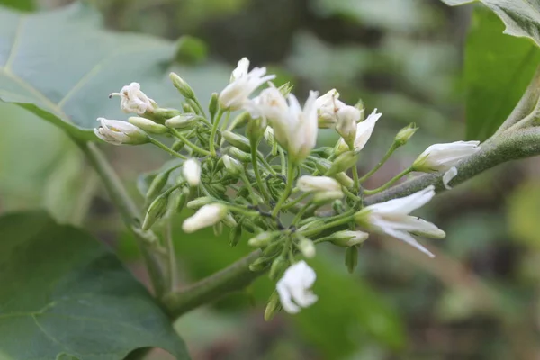 Close up of beautiful rimbang fruit blossoms with blurred background in the garden. The scientific name is solanum torvum. Other names of this fruit are takokak, sparrow eggplant, trung cawing, leunca and cepokak.