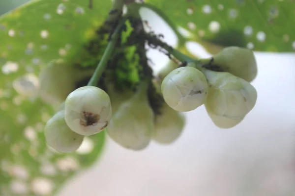 Bahçede bulanık arkaplanı olan su guava 'sını kapat. Sağlığa iyi gelir çünkü çok fazla vitamin ve besin içerir..