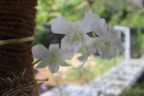背景にぼやけた庭に咲く美しい白緑色のデンドロビウム ビブリブ ランの花の選択的焦点 — ストック写真