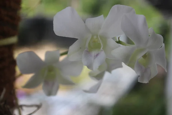 Enfoque Selectivo Hermosas Flores Orquídea Bigibbum Dendrobium Verde Blanco Que — Foto de Stock