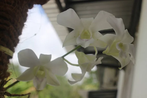 Foco Seletivo Belas Flores Orquídeas Verdes Brancas Dendrobium Bigibbum Florescendo — Fotografia de Stock