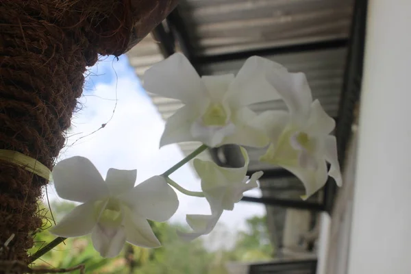 背景のぼやけた庭で美しい白い樹状複葉の高貴な蘭の花の選択的な焦点 — ストック写真