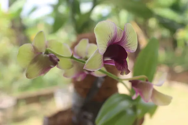 Vista Selectiva Del Foco Flor Hermosa Orquídea Del Bigibbum Del —  Fotos de Stock