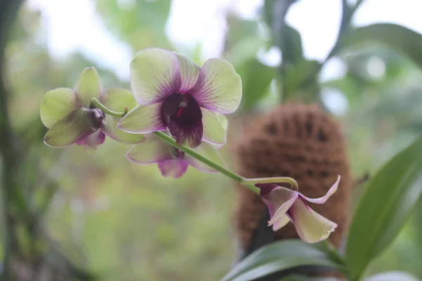 背景にぼやけた庭の美しいデンドロビウム ビブリブ ランの花の選択的焦点ビュー — ストック写真