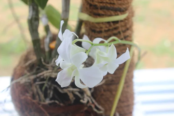 Selektiver Fokus Von Schönen Weißen Grünen Dendrobium Bigibbum Orchideenblumen Die — Stockfoto