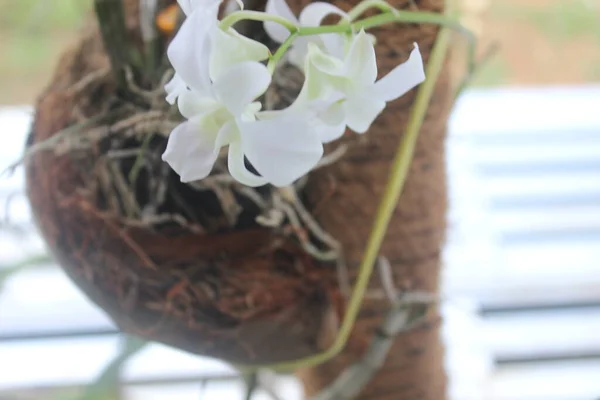 背景にぼやけた庭に咲く美しい白緑色のデンドロビウム ビブリブ ランの花の選択的焦点 — ストック写真