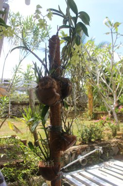 Güzel dendrobium orkidesinin seçici odağı (Dendrobium sp.) Bahçedeki çiçek. Aile: Orkide.