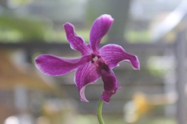 Güzel dendrobium orkidesinin seçici odağı (Dendrobium sp.) Bahçedeki çiçek. Aile: Orkide.