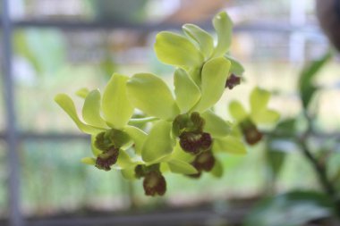 Bahçedeki güzel sarı Dendrobium orkide çiçeğinin seçici odağı bulanık arka planda.