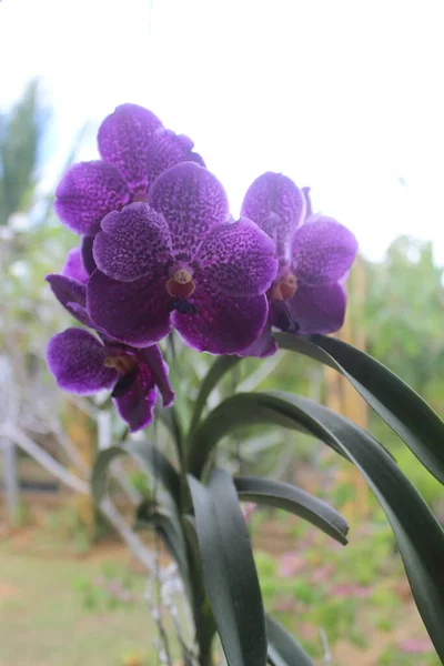 Focus Selettivo Bellissimi Fiori Orchidea Blu Cera Pura Vanda Ple — Foto Stock