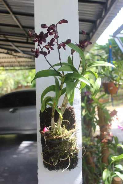 Селективный Фокус Красивой Дендробиевой Орхидеи Dendrobium Цветок Саду Семья Orchidaceae — стоковое фото