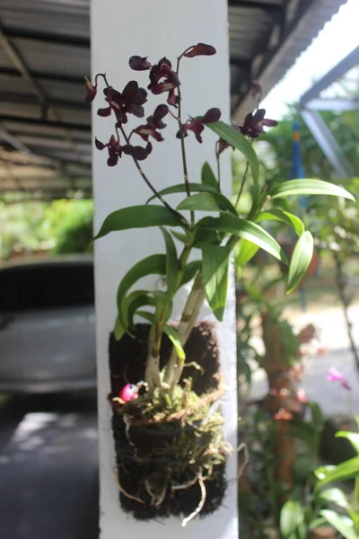 Selectieve Focus Van Mooie Dendrobium Orchidee Dendrobium Bloem Tuin Familie — Stockfoto