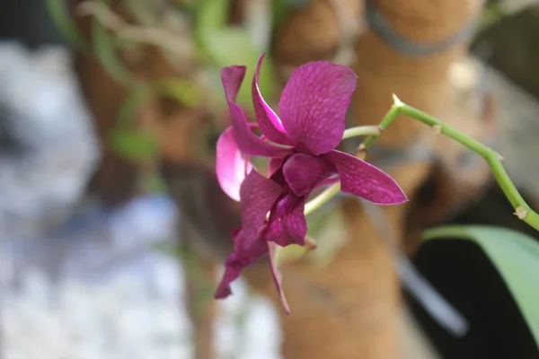 Selektivní Zaměření Krásné Orchideje Dendrobium Dendrobium Květina Zahradě Rodina Orchidaceae — Stock fotografie