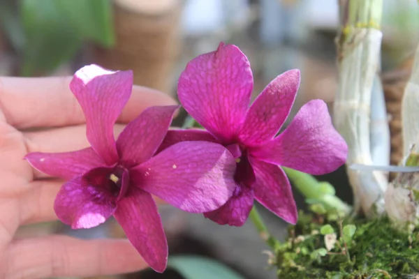 Güzel dendrobium orkidesinin seçici odağı (Dendrobium sp.) Bahçedeki çiçek. Aile: Orkide.