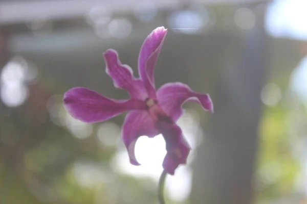 Selektivní Zaměření Krásné Orchideje Dendrobium Dendrobium Květina Zahradě Rodina Orchidaceae — Stock fotografie