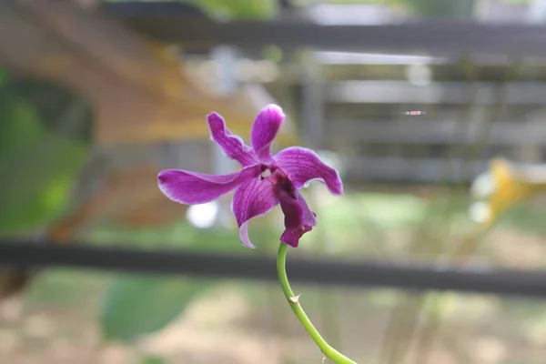 Enfoque Selectivo Hermosa Orquídea Dendrobium Dendrobium Flor Jardín Familia Orchidaceae — Foto de Stock