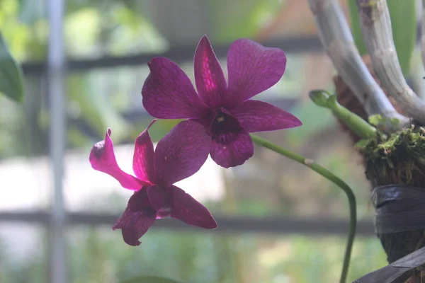 Güzel dendrobium orkidesinin seçici odağı (Dendrobium sp.) Bahçedeki çiçek. Aile: Orkide.