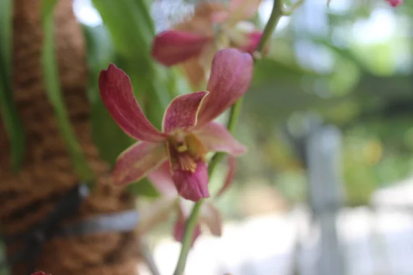 Επιλεκτική Εστίαση Όμορφης Ορχιδέας Dendrobium Dendrobium Λουλούδι Στον Κήπο Οικογένεια — Φωτογραφία Αρχείου