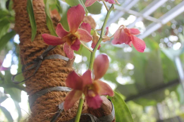 Güzel dendrobium orkidesinin seçici odağı (Dendrobium sp.) Bahçedeki çiçek. Aile: Orkide.