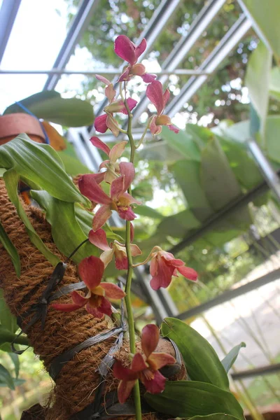 Güzel dendrobium orkidesinin seçici odağı (Dendrobium sp.) Bahçedeki çiçek. Aile: Orkide.