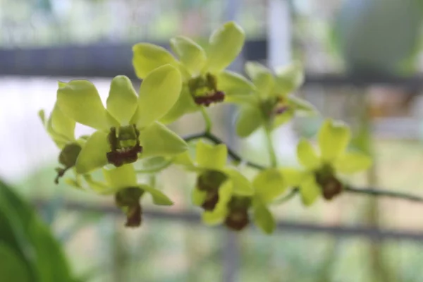 Bahçedeki güzel sarı Dendrobium orkide çiçeğinin seçici odağı bulanık arka planda.